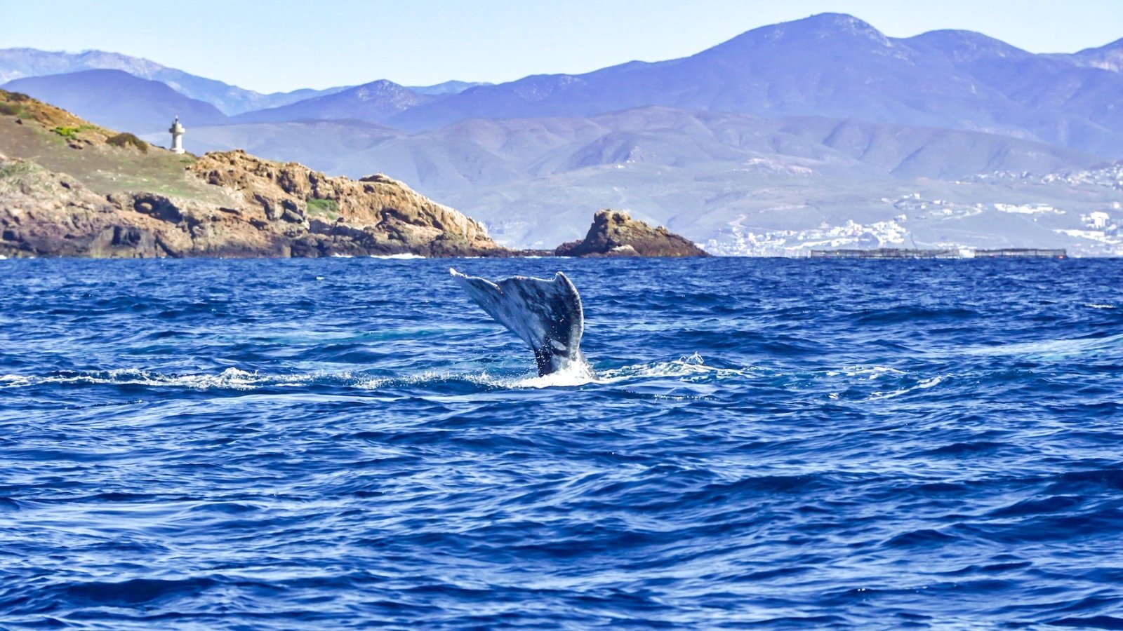 ballenas Ensenada