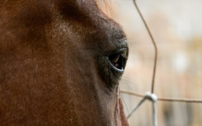 Resguarda SMADS dos caballos por presunto maltrato en Playa Hermosa
