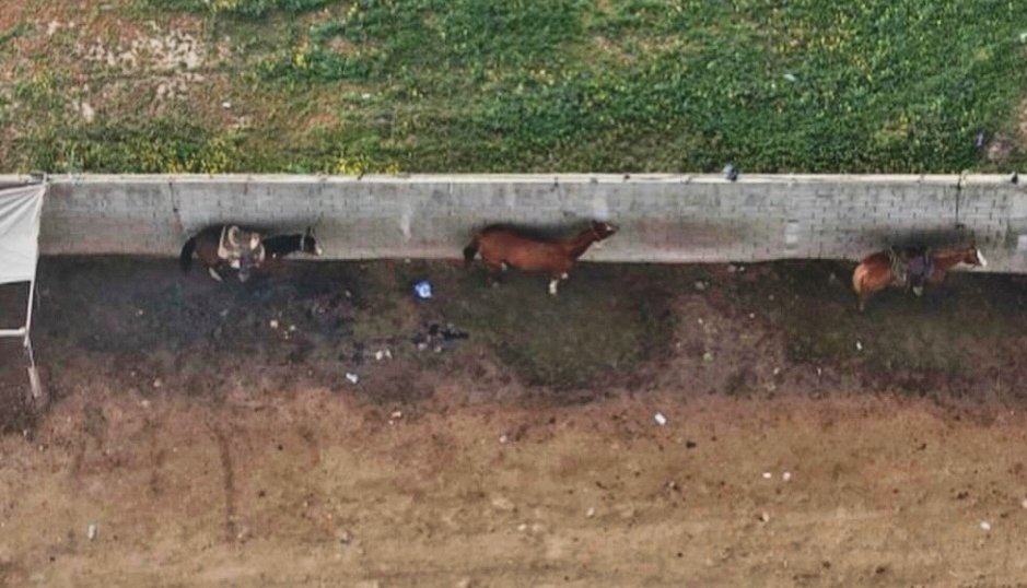 Denuncian maltrato animal