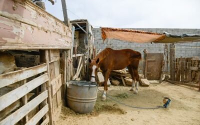 Inspeccionan autoridades establo de Playa Hermosa tras denuncias por presunto maltrato animal