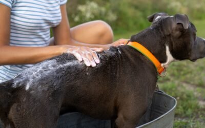 Alertan por aumento de garrapatas y riesgo de ehrlichiosis en mascotas