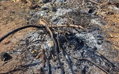 Exige Movimiento Animalista justicia para perro incinerado en Ensenada