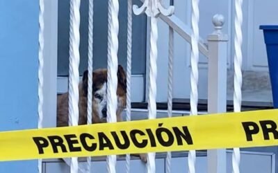 Mascotas permanecen bajo resguardo tras cateo de la FGE
