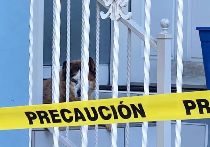 Resguardo mascotas FGE