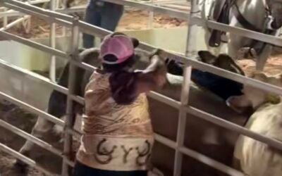 Investigará SMADS presunto maltrato animal en rodeos de las Fiestas del Sol