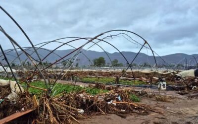 Tormenta ¨Rachel¨ deja pérdidas de 50 millones de dólares en campo de Maneadero